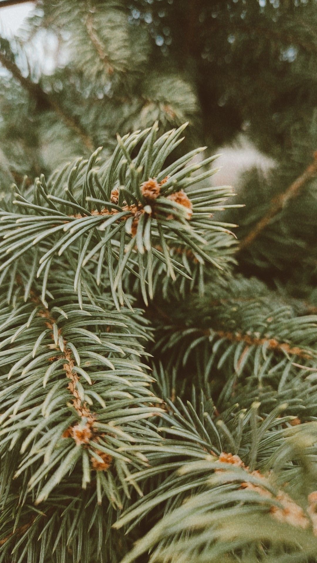 Sparkling Evergreen