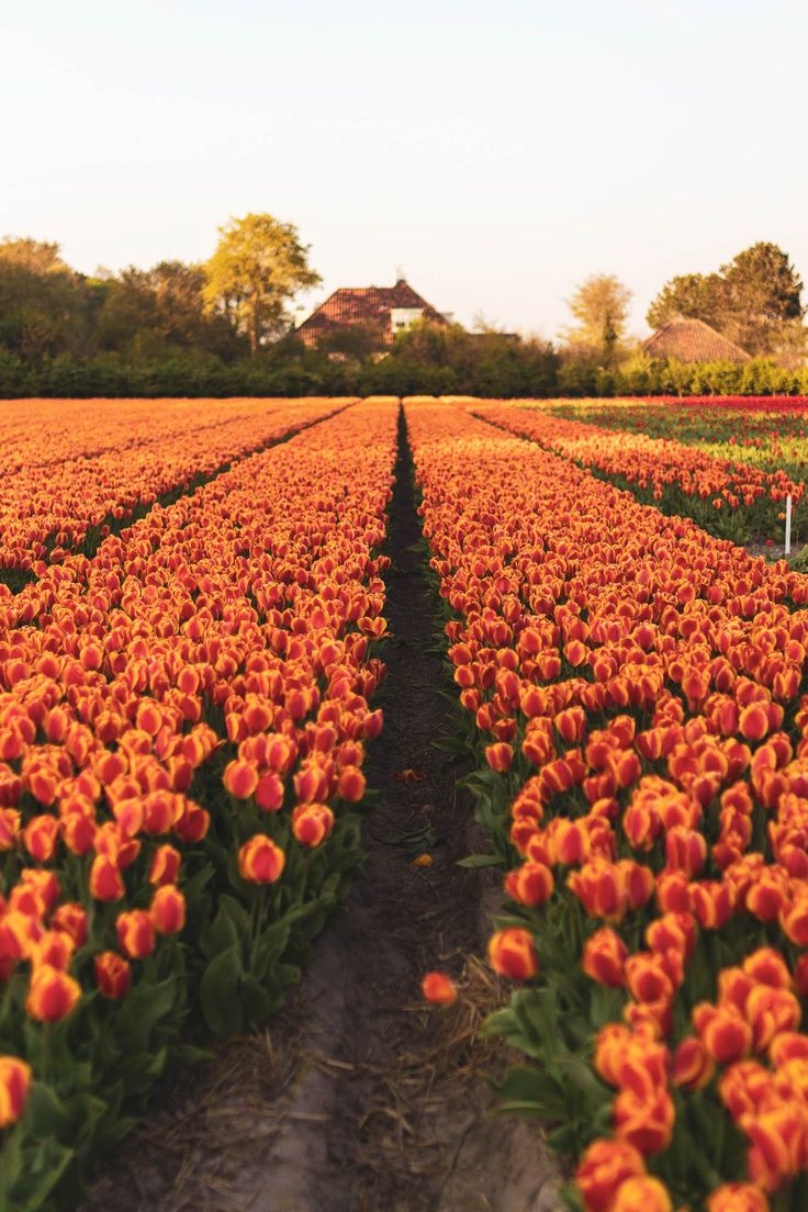 Tulip Fields