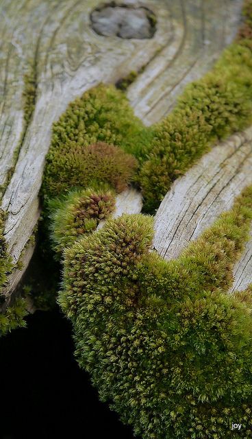 Oakmoss & Amber