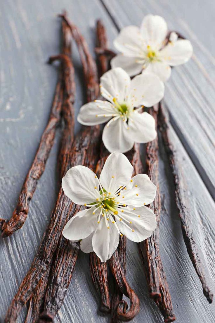 Vanilla Blossom