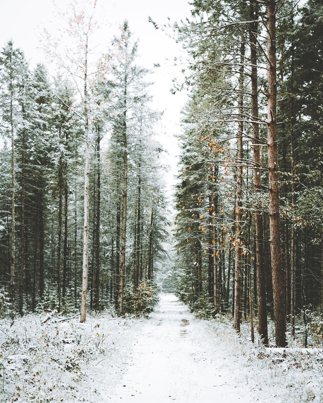 Woodland Snow