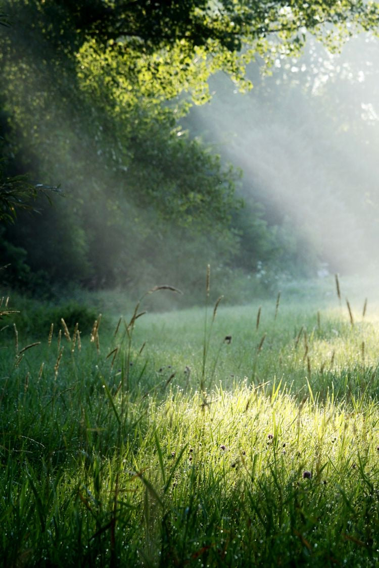 Meadow