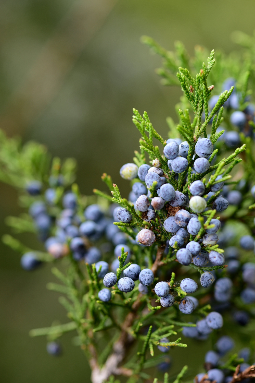 Juniper Berry