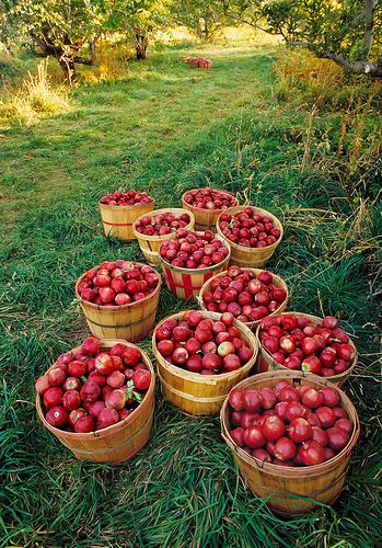 Orchard Walk Freshener