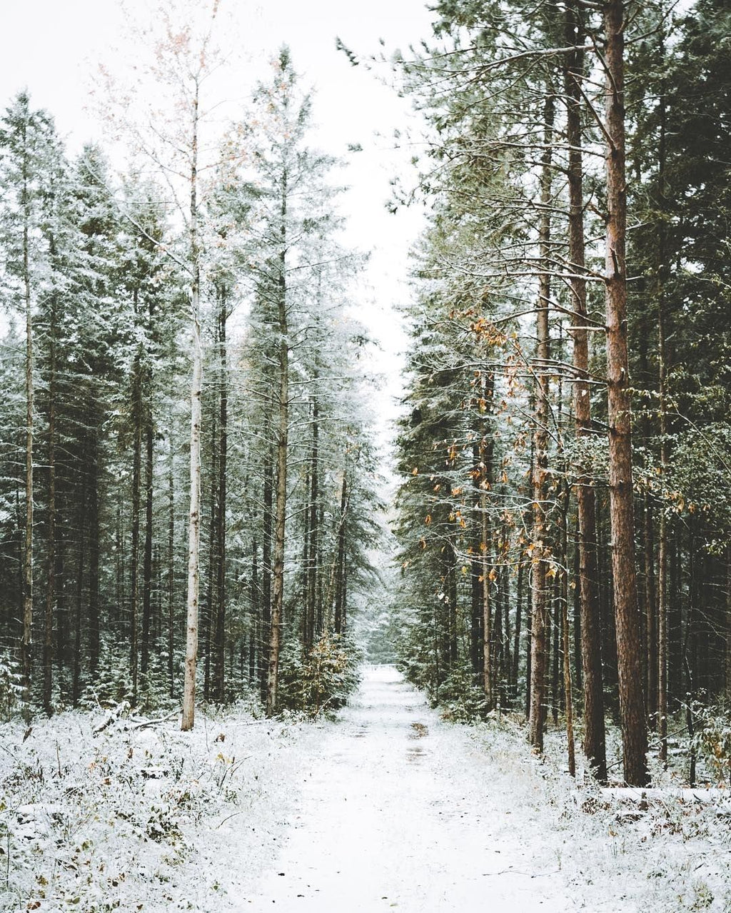 Woodland Snow Wooden Bowl